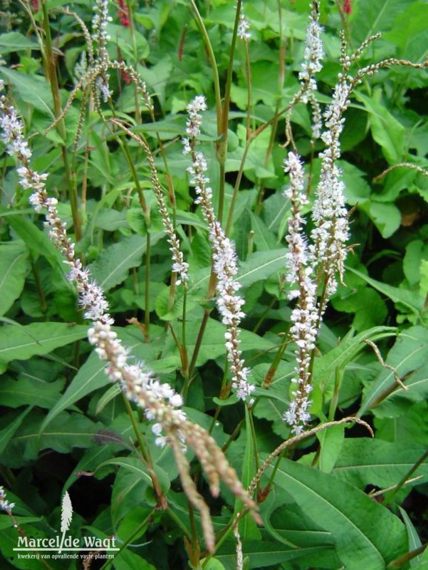 Горец свечевидный "Blackfield" (Persicaria amplexicaulis)