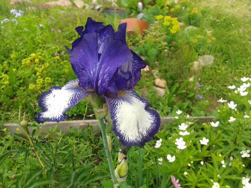 Iris sibirica Chartreuse Bounty