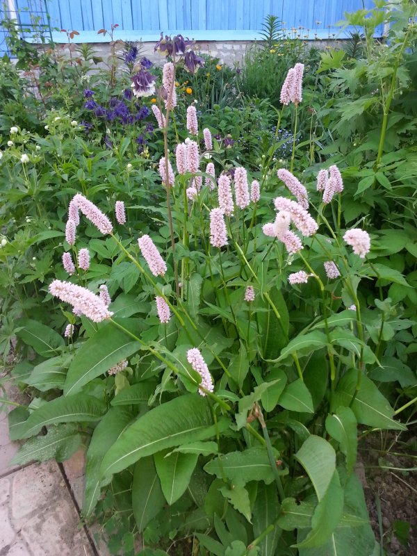 Горец стеблеобъемлющий (Persicaria amplexicaulis)