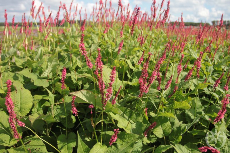 Горец стеблеобъемлющий "Persicaria"