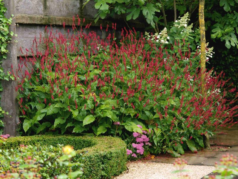 Горец родственный (Polygonum affine `Daijeerling Red`)