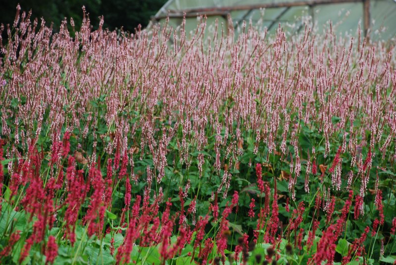 Горец стеблеобъемлющий (Persicaria amplexicaulis)