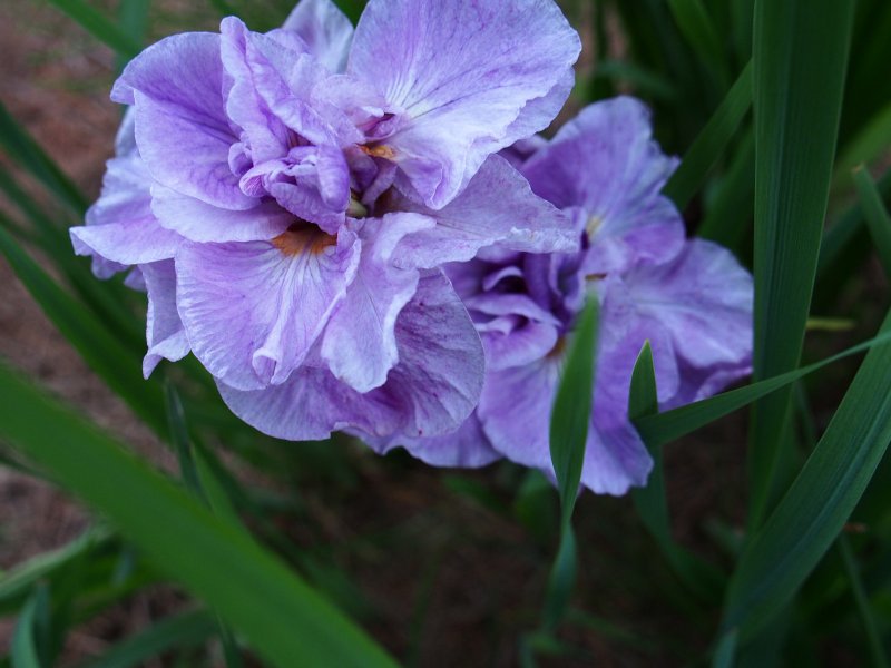 Ирис Сибирский Iris sibirica "contrast in Styles