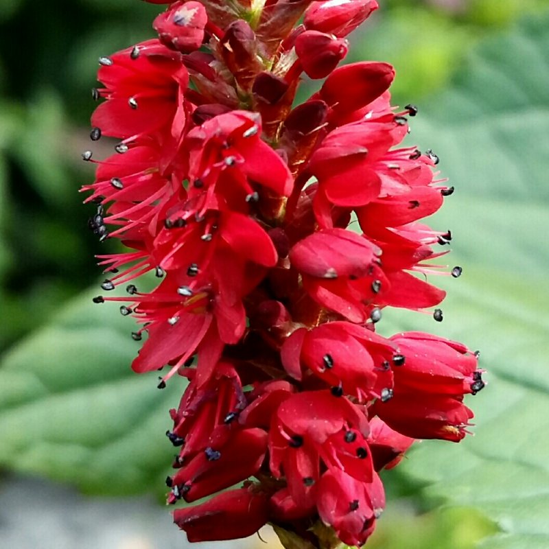 Горец стеблеобъемлющий (Persicaria amplexicaulis)
