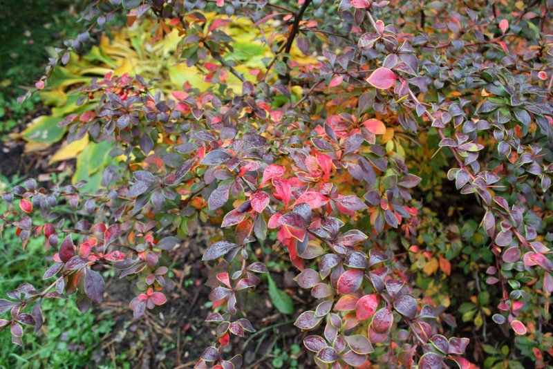 Барбарис Тунберга (Berberis thunbergii Golden Ring