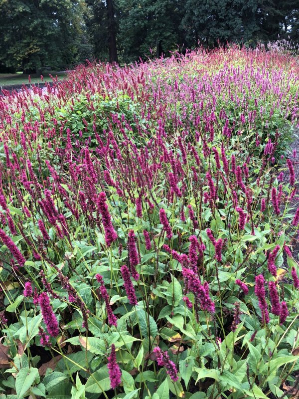 Горец стеблеобъемлющий (Persicaria amplexicaulis)
