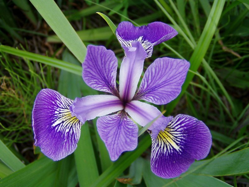 Iris sibirica Uncorked