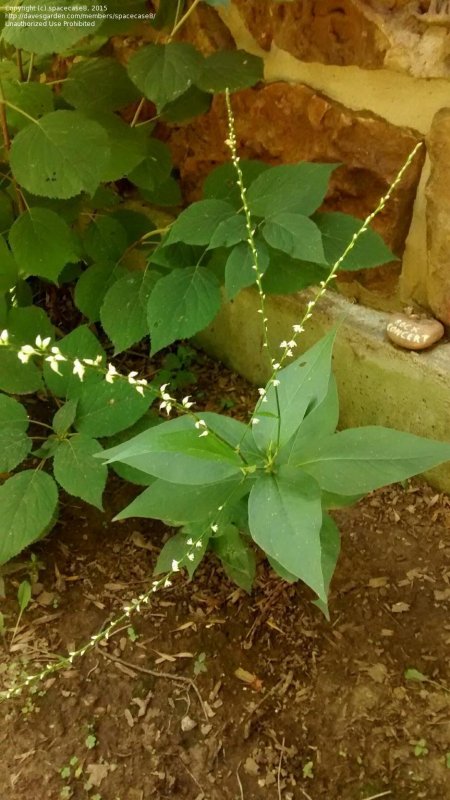 Persicaria amplexicaulis