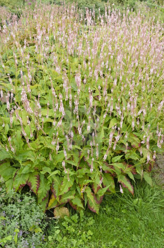 Горец стеблеобъемлющий (Persicaria amplexicaulis)