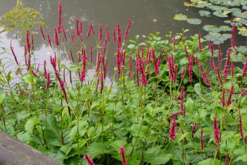 Горец стеблеобъемлющий "Persicaria"