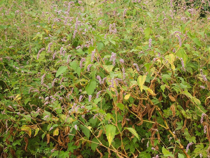 Persicaria virginiana