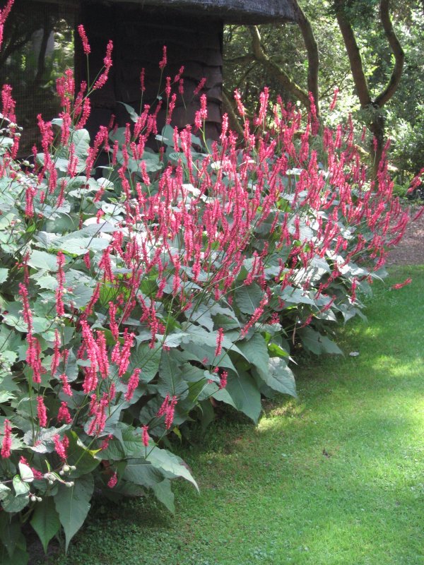Persicaria amplexicaulis Blackfield