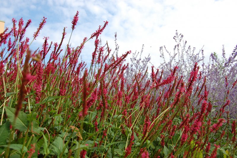 Persicaria orientalis