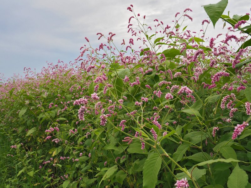 Persicaria amplexicaulis