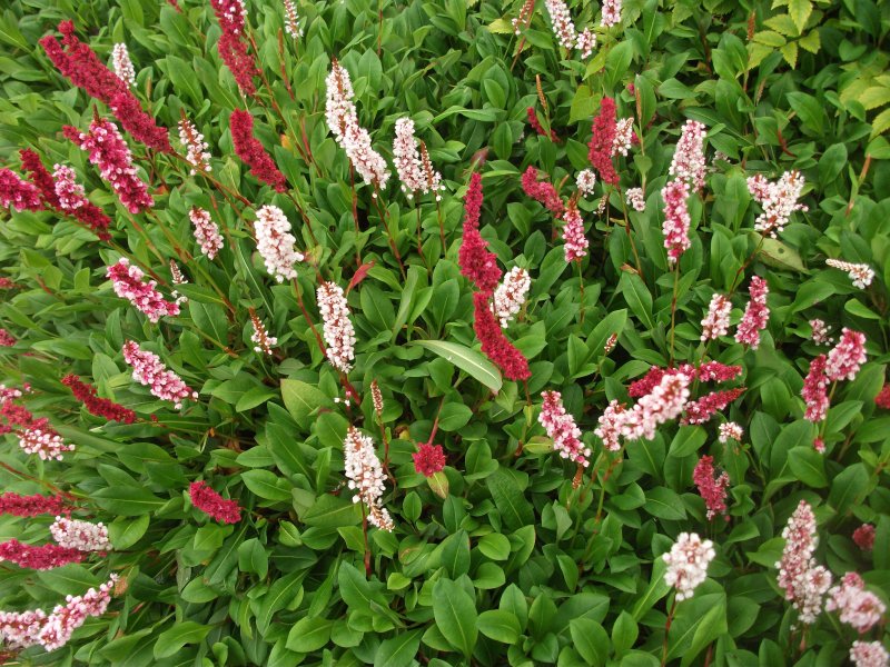 Горец стеблеобъемлющий (Persicaria amplexicaulis)