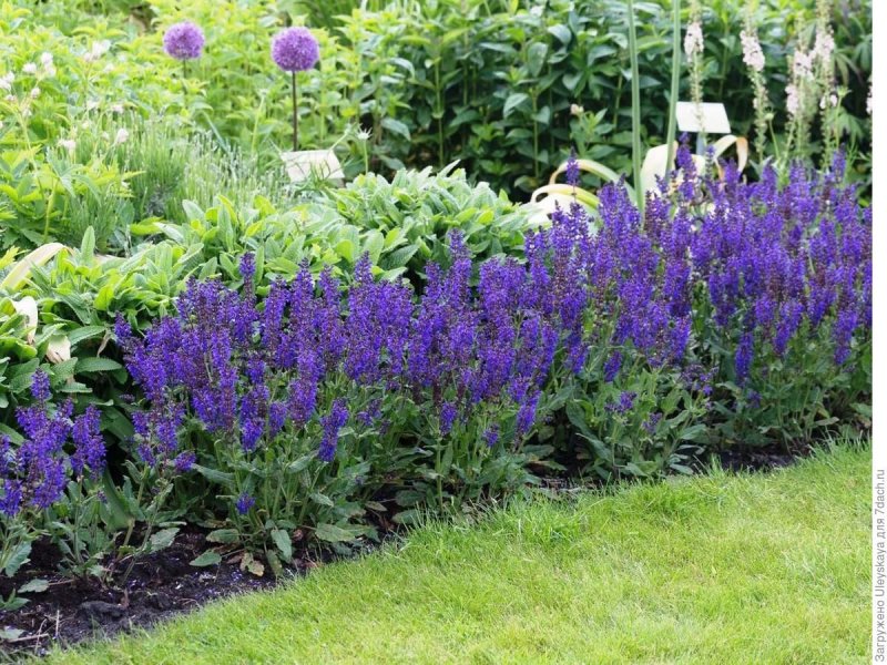 Шалфей Дубравный (Salvia nemorosa `Marcus`)