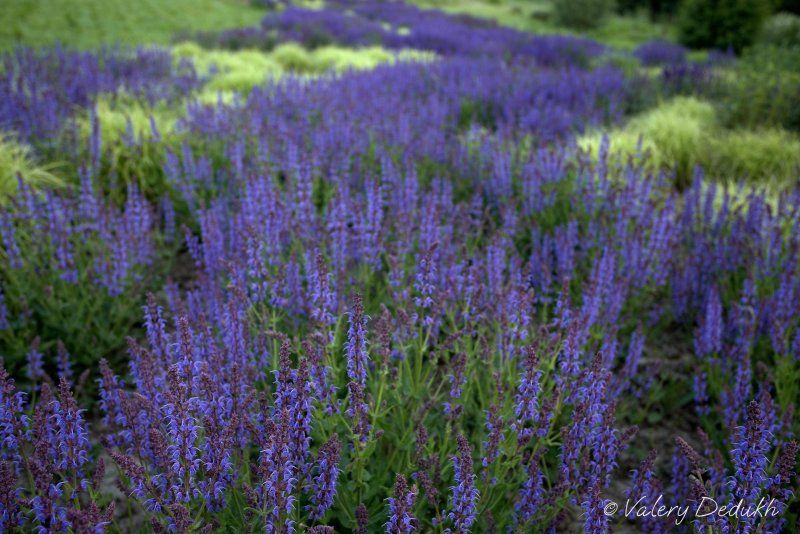 Шалфей лекарственный (Salvia)