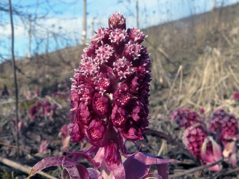 Белокопытник гибридный (Petasítes hýbridus)