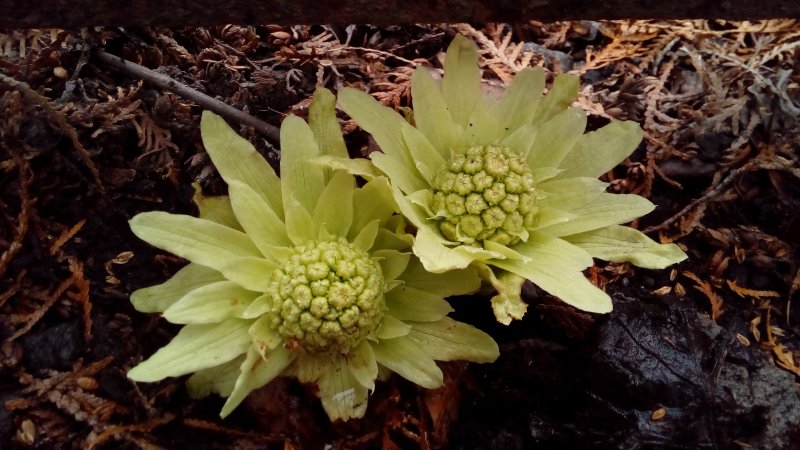 Белокопытник (Petasites)