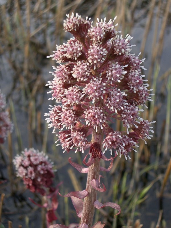 Белокопытник (Petasites)