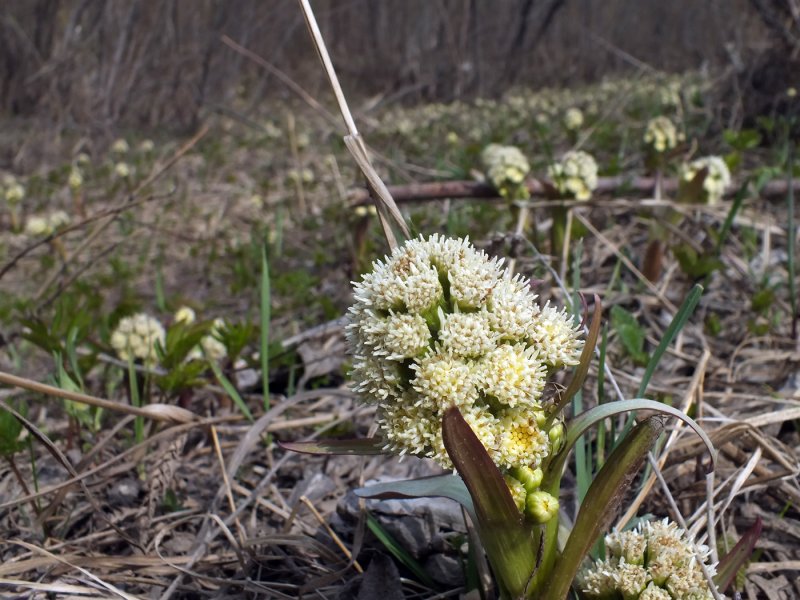 Белокопытник (Petasites)