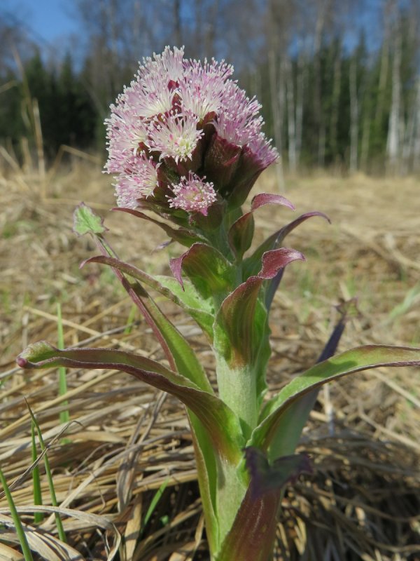 Белокопытник (Petasites)