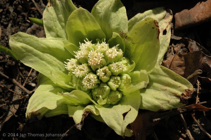 Petasites japonicus