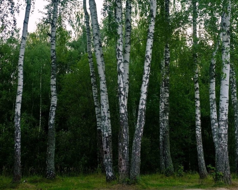 Лес березовый Курск