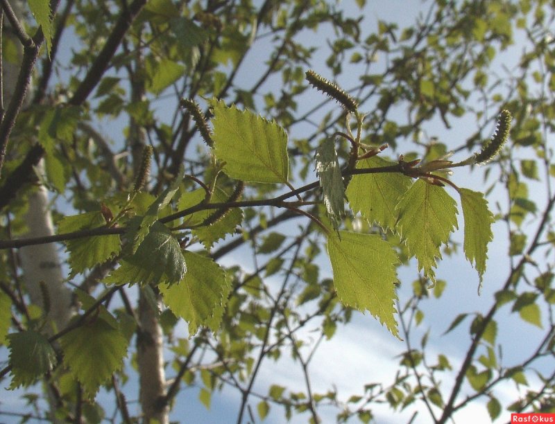 Silver Birch