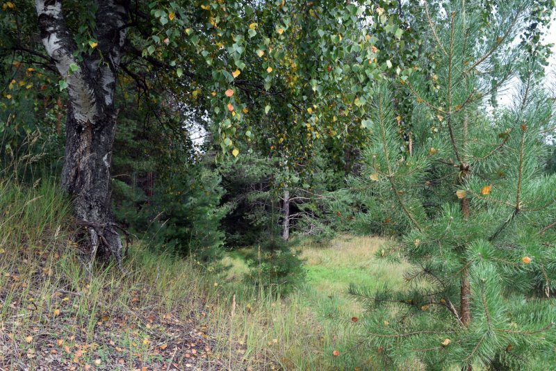 Береза бумажная Betula papyrifera