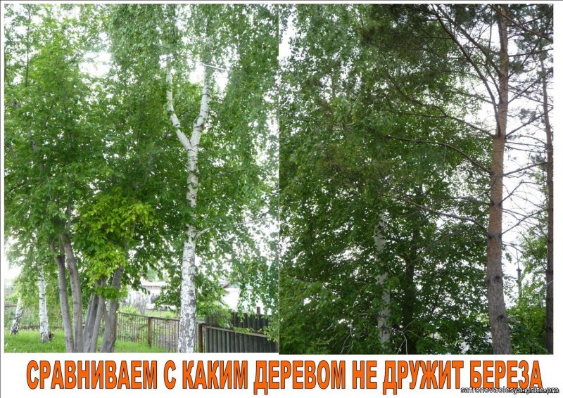 Праздник березы картинки