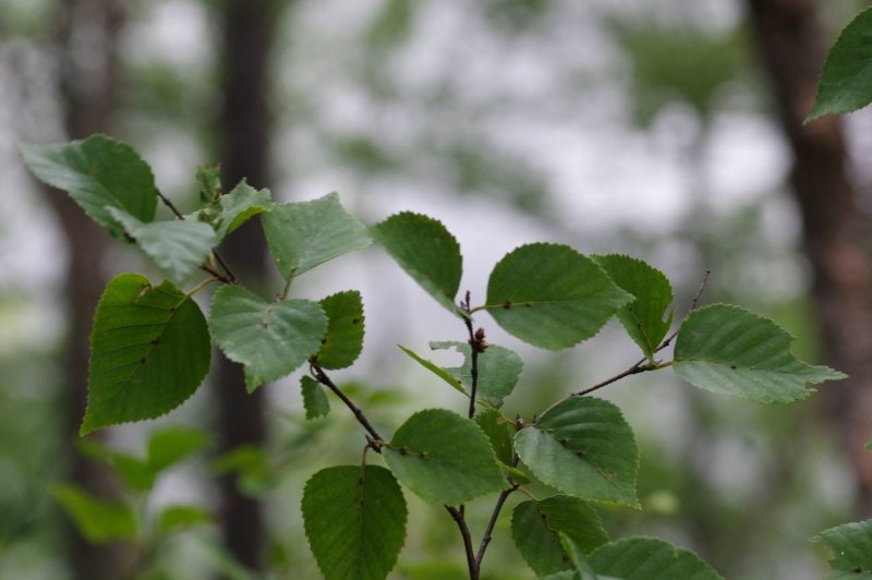 Betula davurica