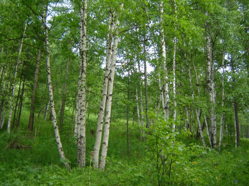 Березы в Хакасии