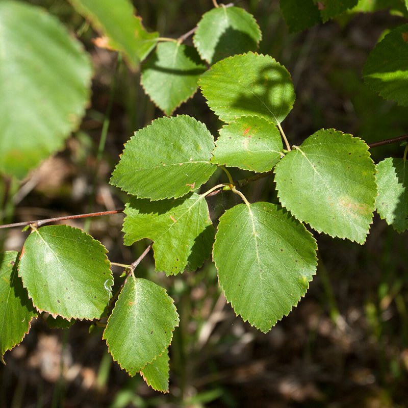 Береза пушистая Betula pubescens