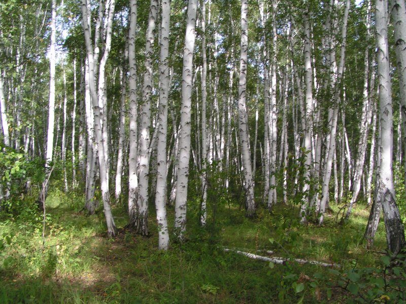 Базарный Карабулак лес