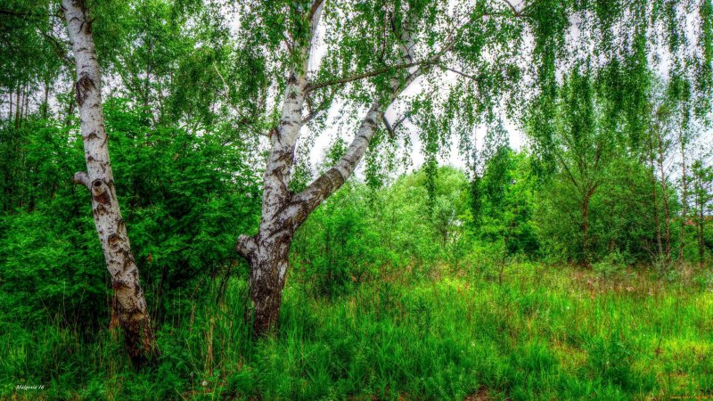 Дьяковский лес деревья береза Ива