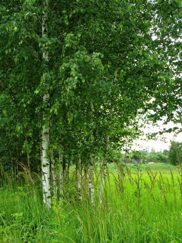 Березка кудрявая