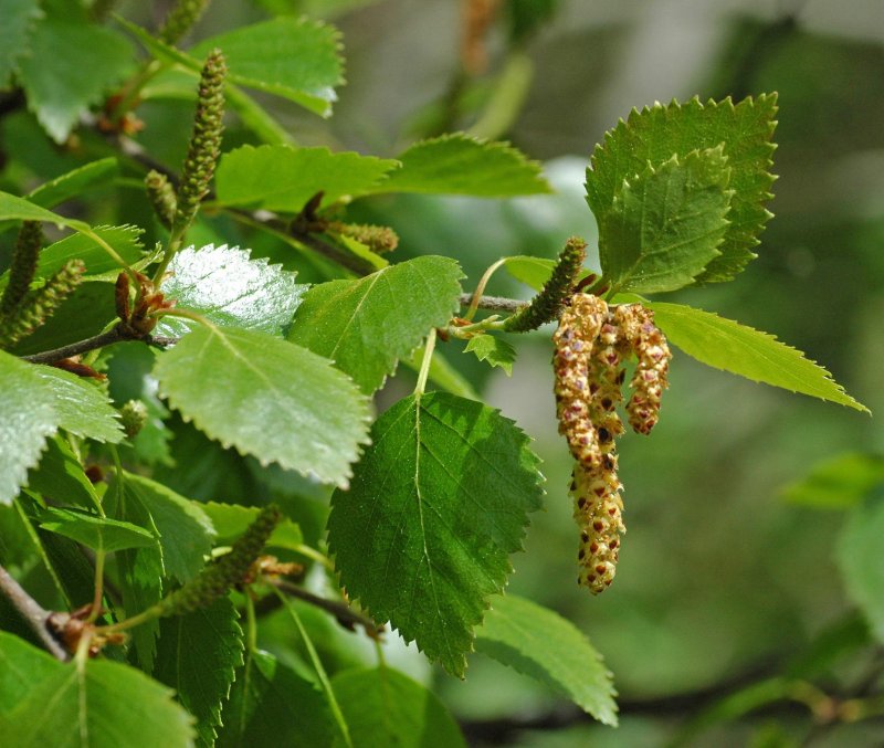 Береза пушистая Betula pubescens листья