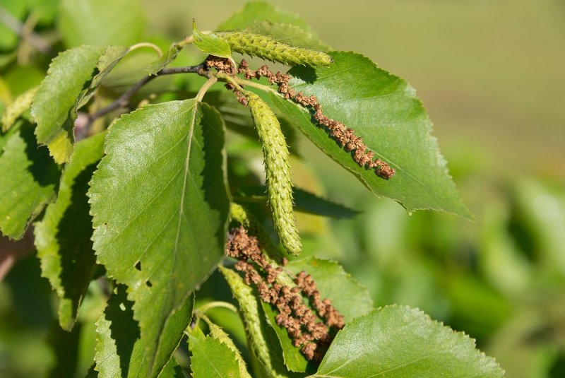 Береза пушистая (лат. Betula pubescens)