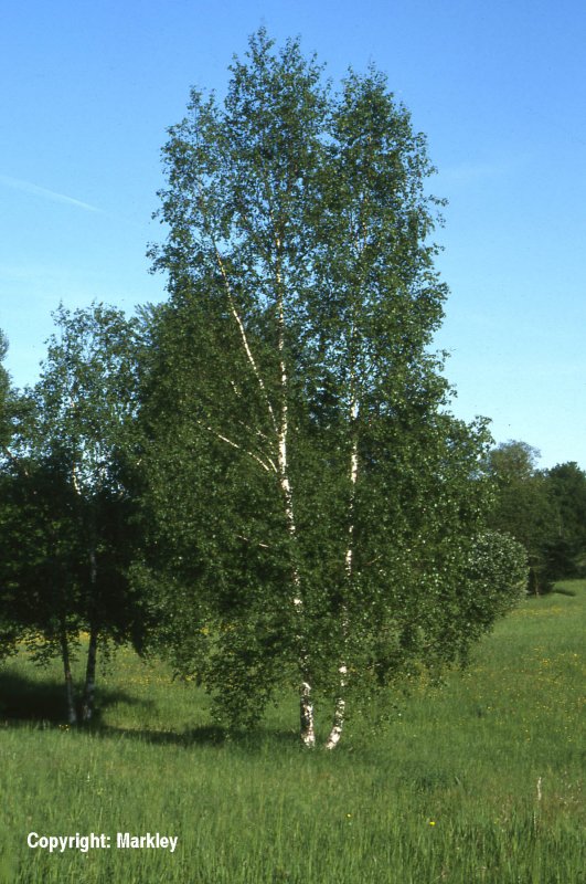 Береза пушистая Betula pubescens
