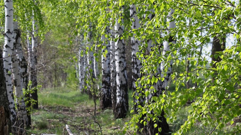 Береза шерстистая (Betula Lanata)