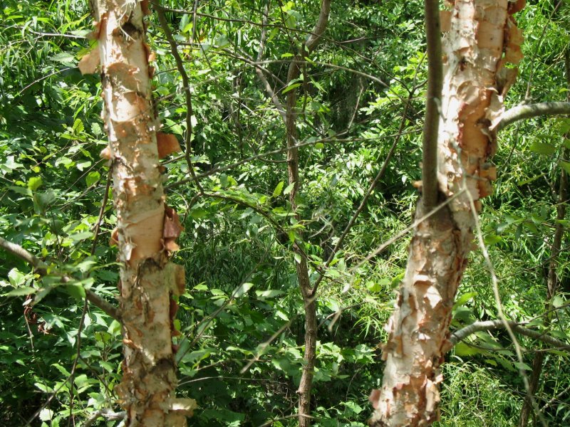 Береза ребристая – Betula costata