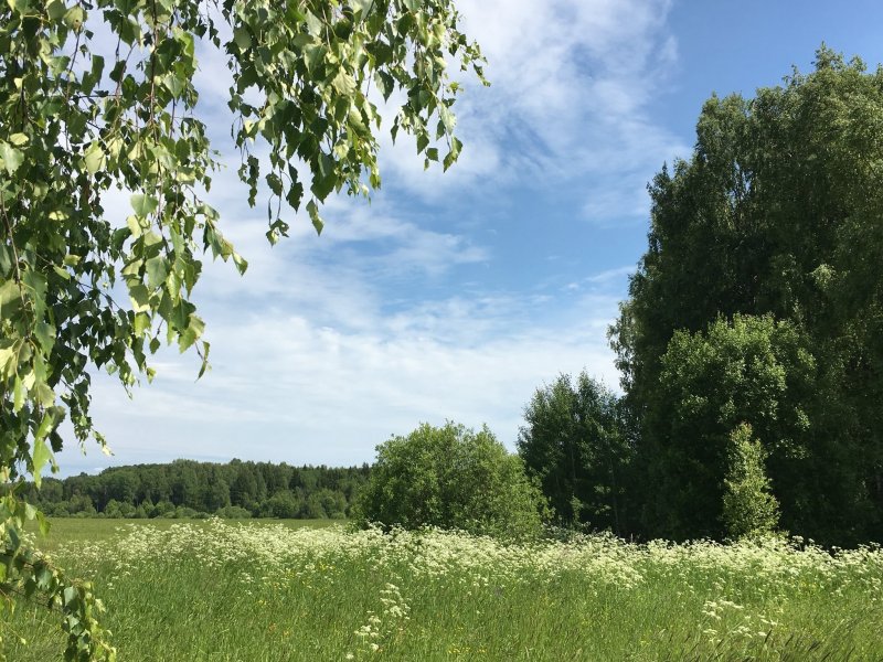 Берёза повислая Деликарлика