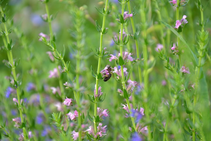 Hyssopus officinalis 'roseus'