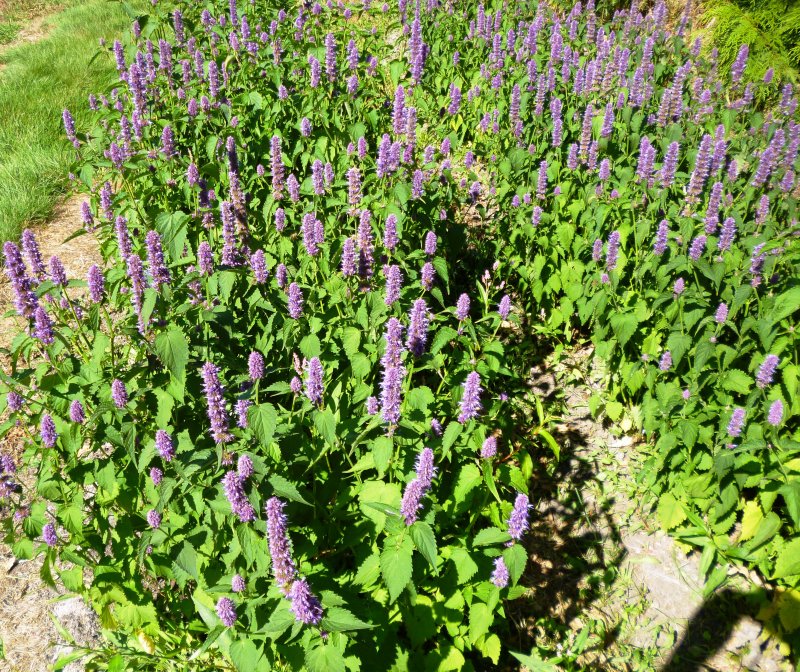 Иссоп лекарственный (Hyssopus officinalis) розовый