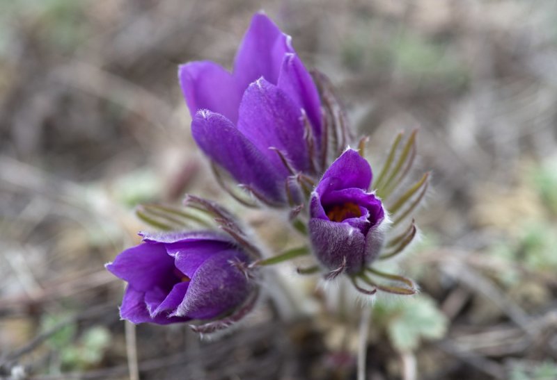 Pulsatilla прострел Даурский