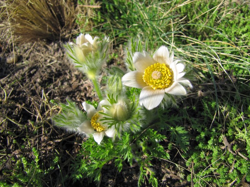 Pulsatilla ajanensis