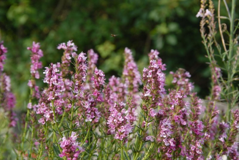 Hyssopus officinalis 'roseus'
