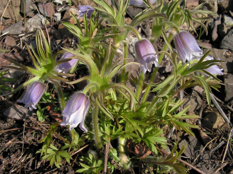 Прострел Даурский Pulsatilla dahurica плоды