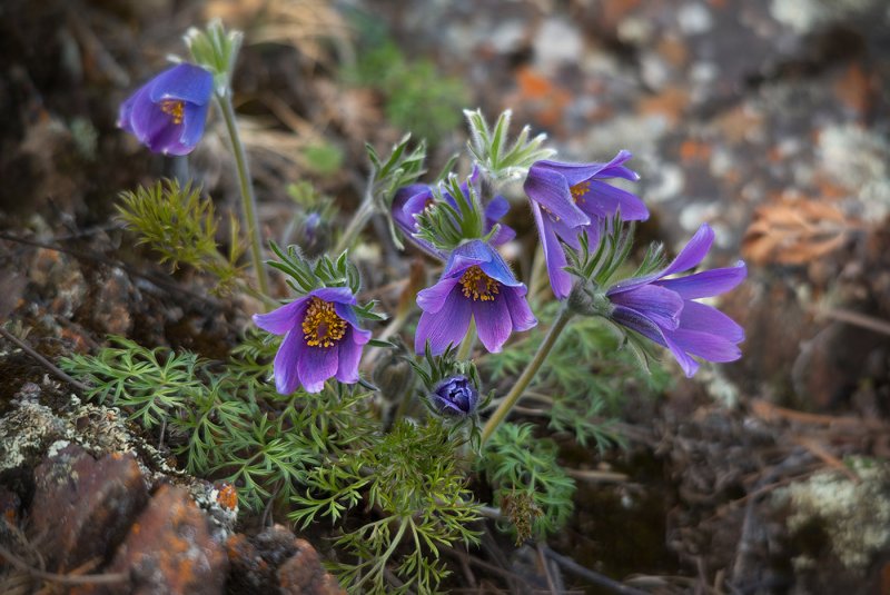 Pulsatilla прострел Даурский